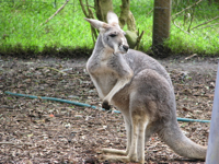 20100807-Kangaroo