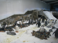 20100813-Penguins-1