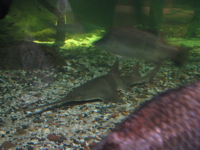 20100813-Sawfish