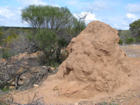 20100818-HawksHead-TermiteMound