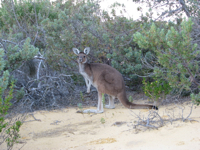 20100820-Kangaroo