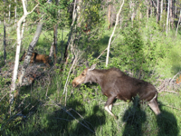 20100710-Moose