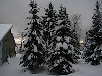 20101224-SnowLadenTrees.jpg